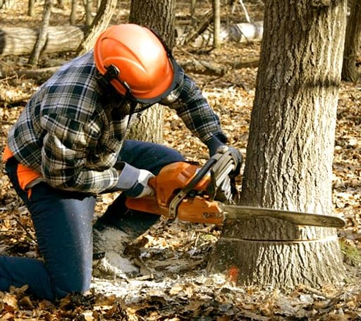 Tree Removal in Lamont, OK